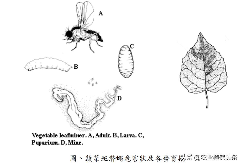 肩星天牛多少钱_光肩星天牛_肩星天牛吃什么