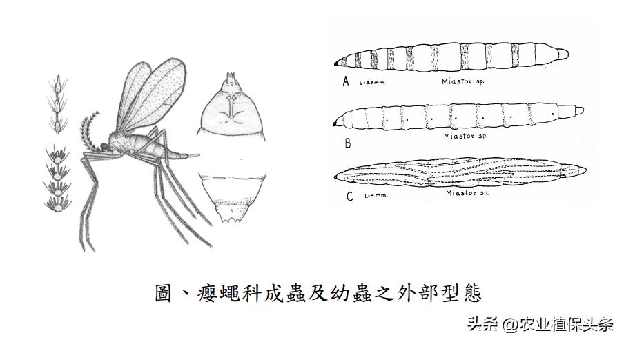 肩星天牛吃什么_肩星天牛多少钱_光肩星天牛