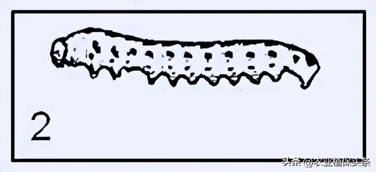 肩星天牛多少钱_肩星天牛吃什么_光肩星天牛