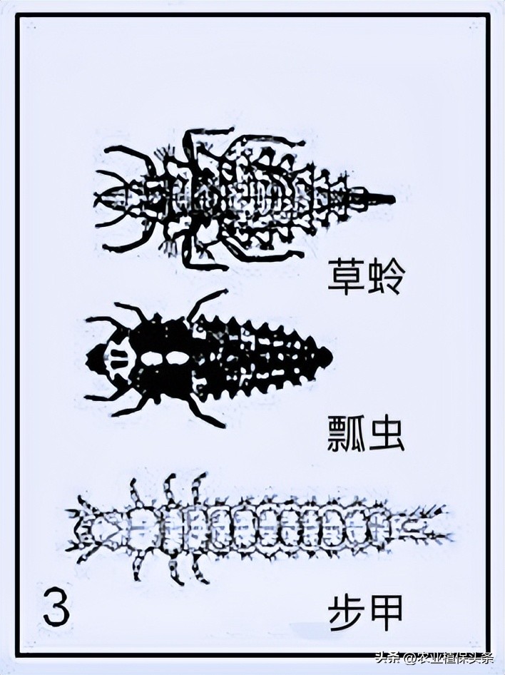 肩星天牛多少钱_肩星天牛吃什么_光肩星天牛
