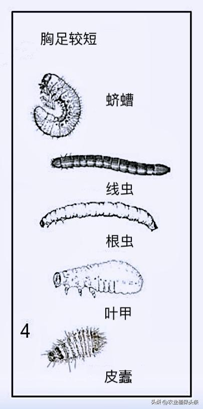 肩星天牛吃什么_光肩星天牛_肩星天牛多少钱