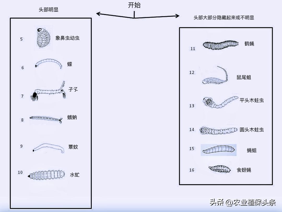 光肩星天牛_肩星天牛吃什么_肩星天牛多少钱