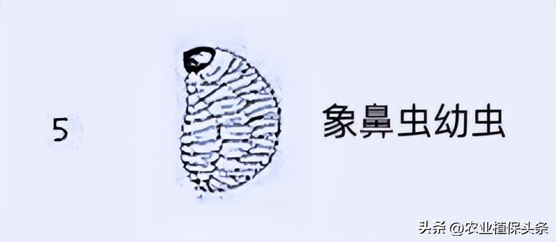 肩星天牛吃什么_肩星天牛多少钱_光肩星天牛