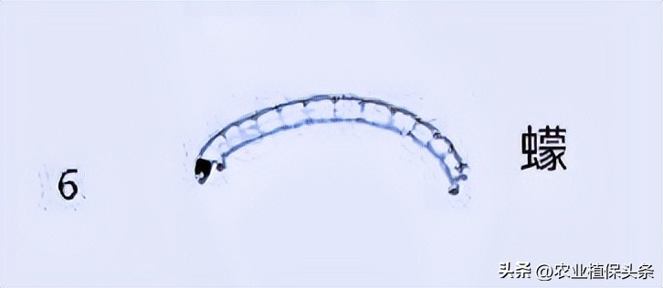 肩星天牛吃什么_光肩星天牛_肩星天牛多少钱