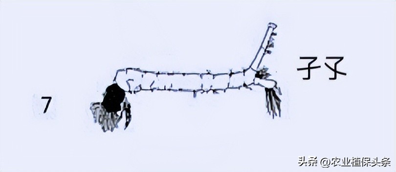 光肩星天牛_肩星天牛吃什么_肩星天牛多少钱