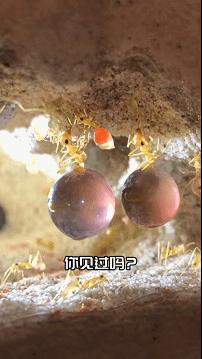 视频号游戏获量机遇分析_微信视频号全量开放信息流竞价广告_腾讯新闻怎么投放广告