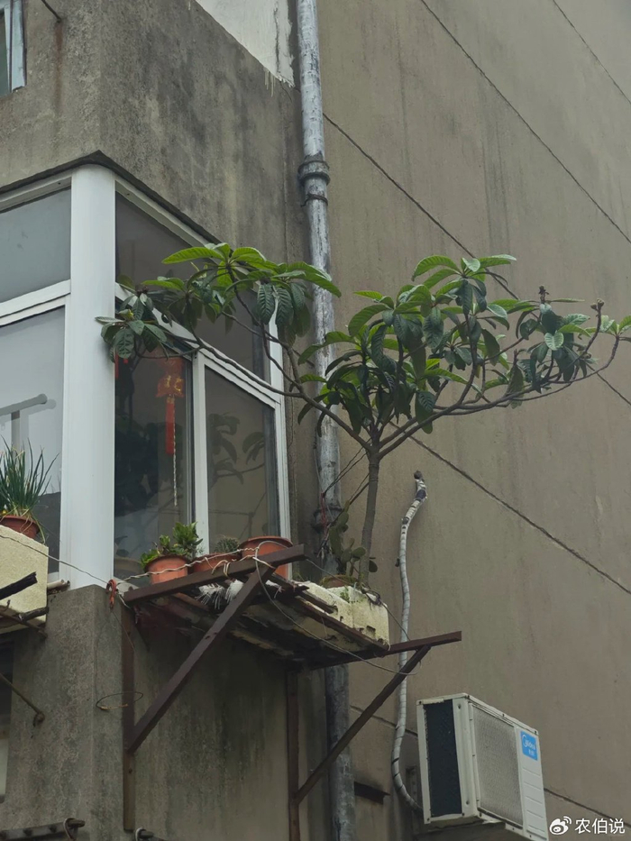 防护栏种花_窗台外养花_吊兰的图片