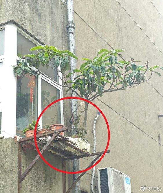 窗台外养花_吊兰的图片_防护栏种花