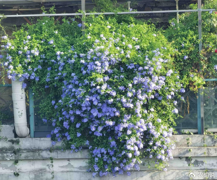 防护栏种花_吊兰的图片_窗台外养花