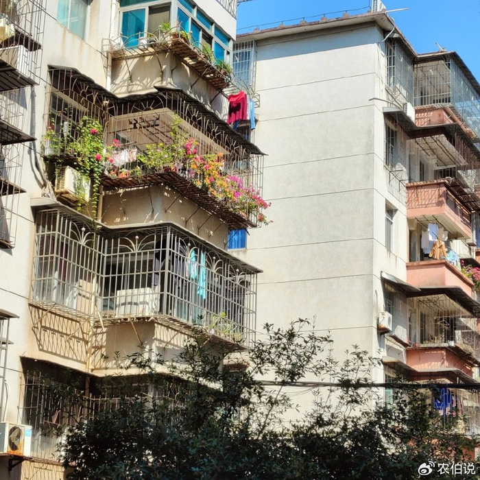 吊兰的图片_窗台外养花_防护栏种花