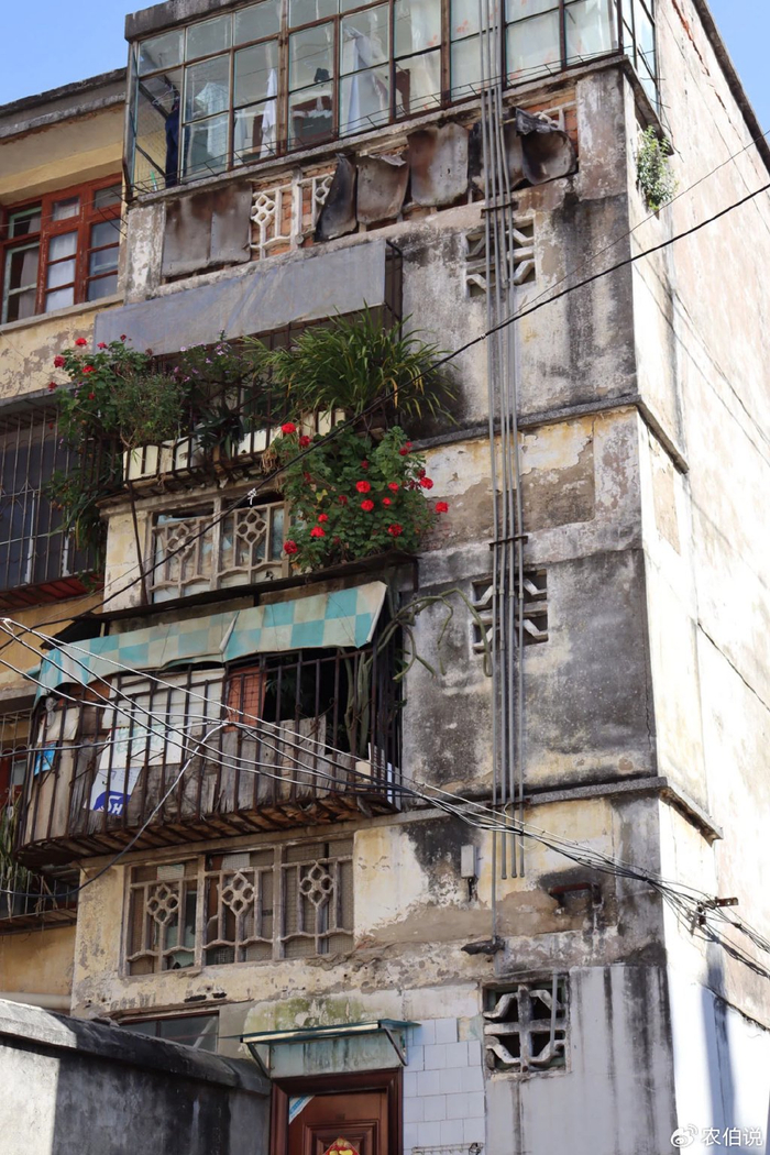 吊兰的图片_防护栏种花_窗台外养花