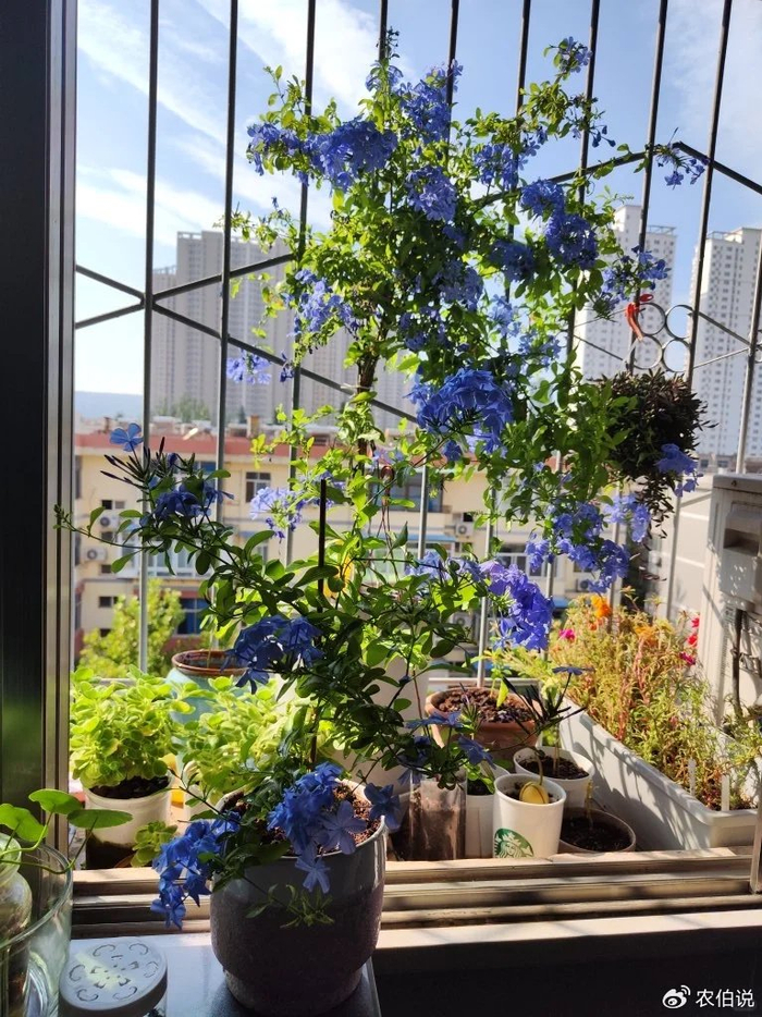 吊兰的图片_窗台外养花_防护栏种花