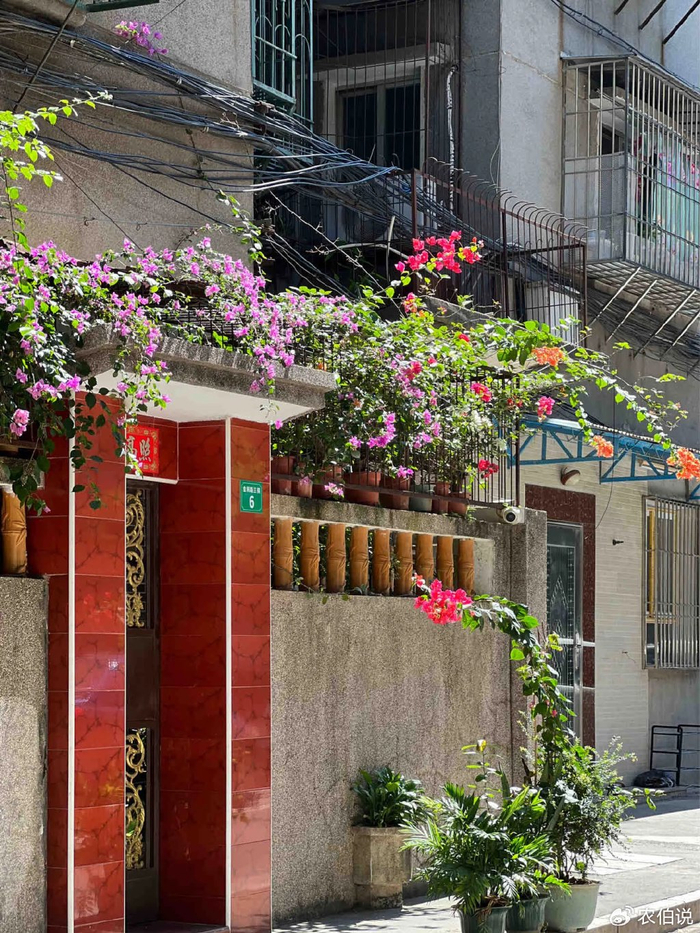 吊兰的图片_窗台外养花_防护栏种花