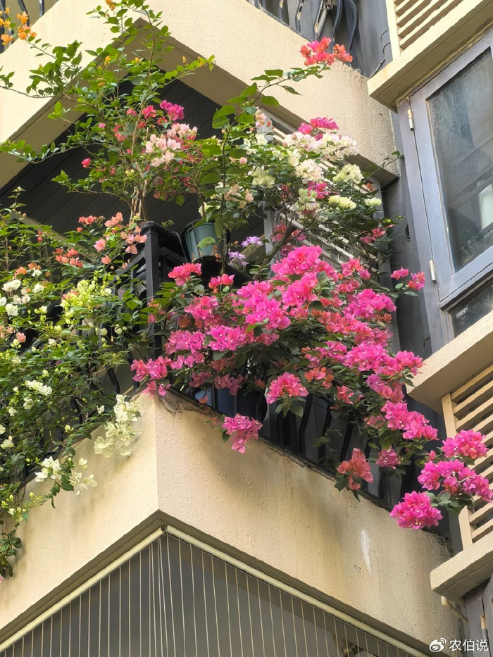 防护栏种花_吊兰的图片_窗台外养花