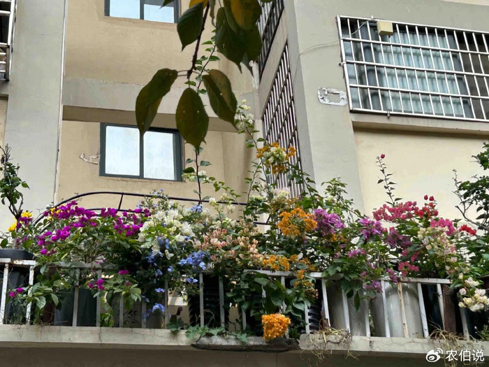 窗台外养花_防护栏种花_吊兰的图片