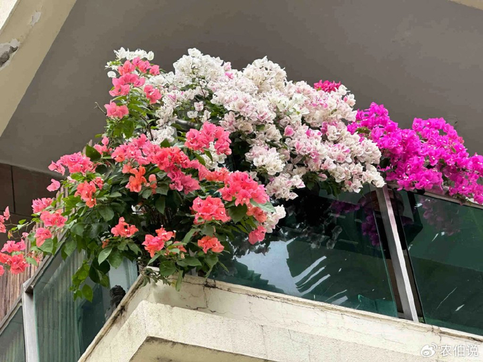 窗台外养花_吊兰的图片_防护栏种花
