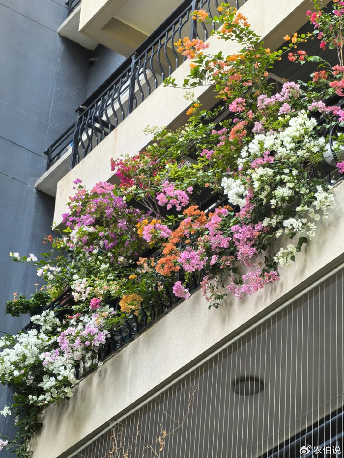 窗台外养花_吊兰的图片_防护栏种花