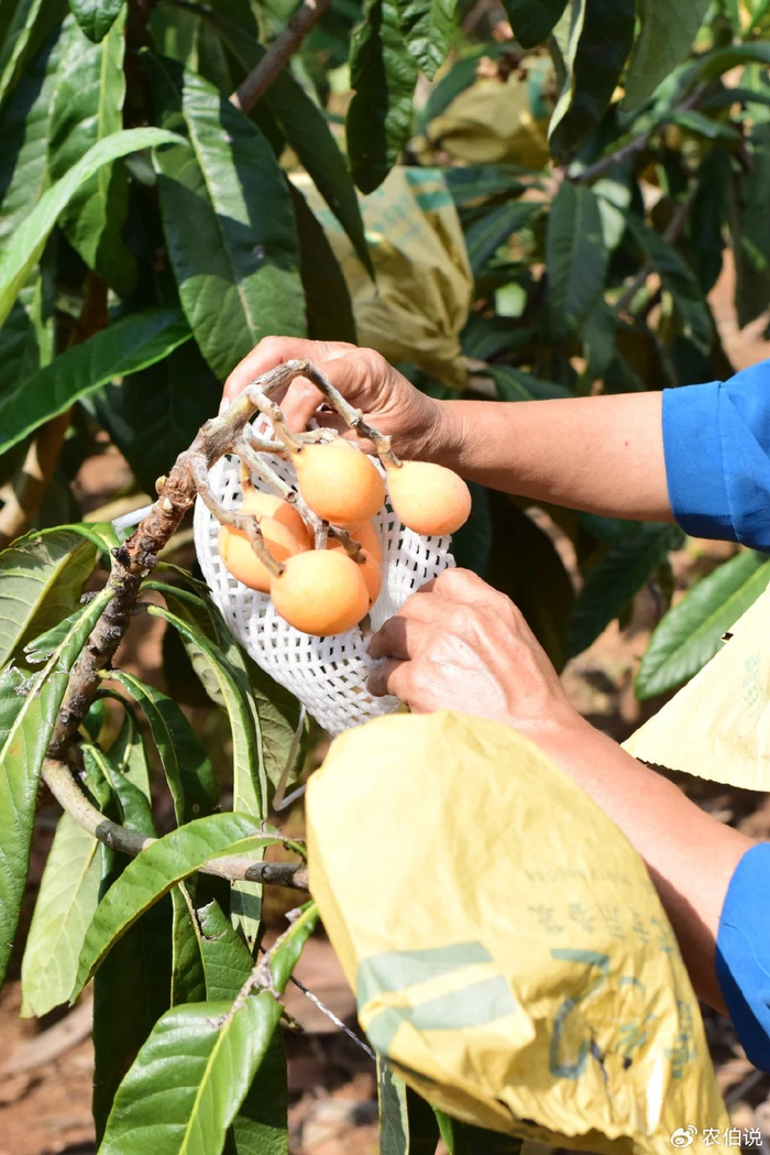 吊兰的图片_窗台外养花_防护栏种花