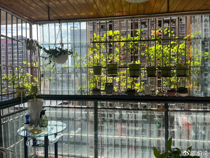 吊兰的图片_窗台外养花_防护栏种花