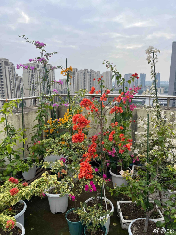 吊兰的图片_窗台外养花_防护栏种花