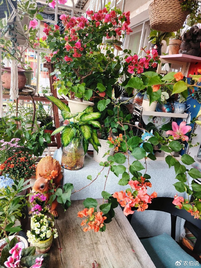 窗台外养花_防护栏种花_吊兰的图片