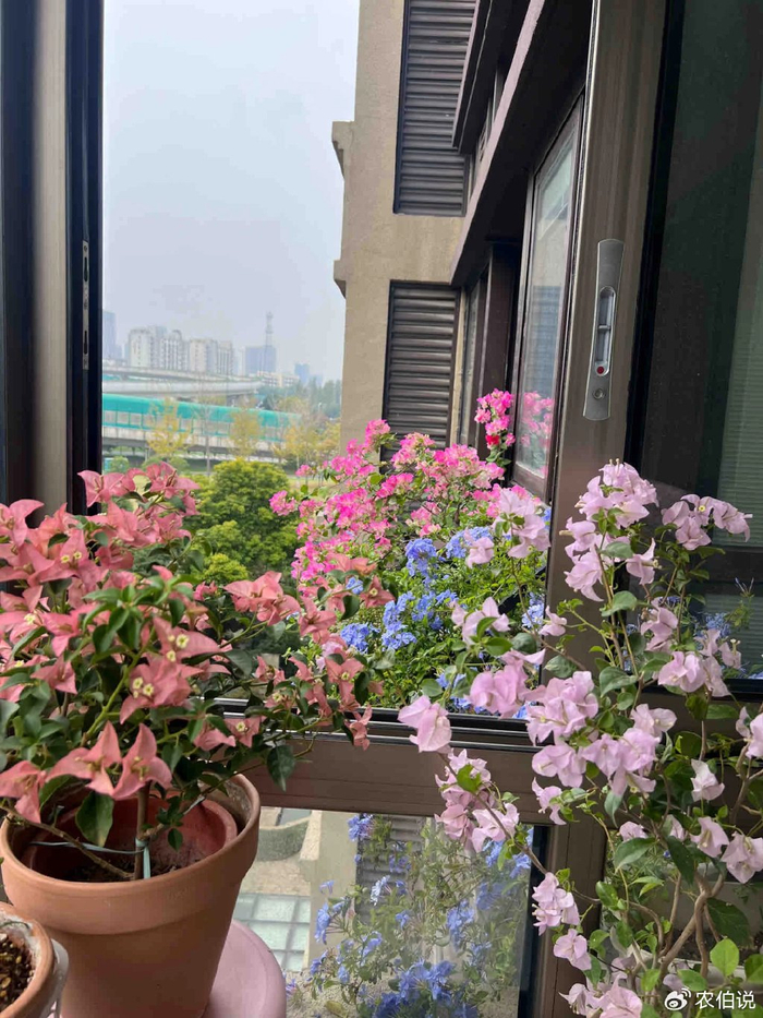 防护栏种花_窗台外养花_吊兰的图片