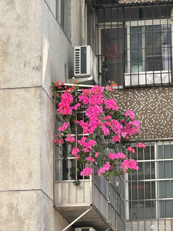 窗台外养花_吊兰的图片_防护栏种花