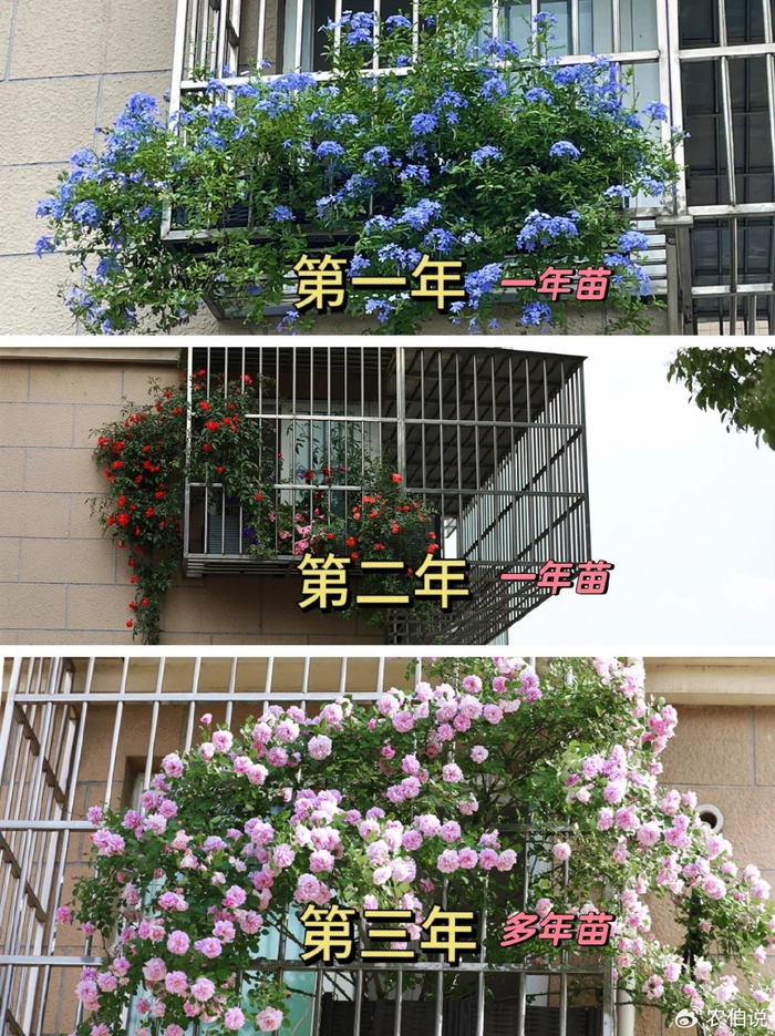 吊兰的图片_防护栏种花_窗台外养花