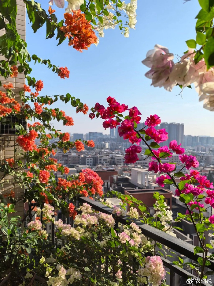 吊兰的图片_窗台外养花_防护栏种花