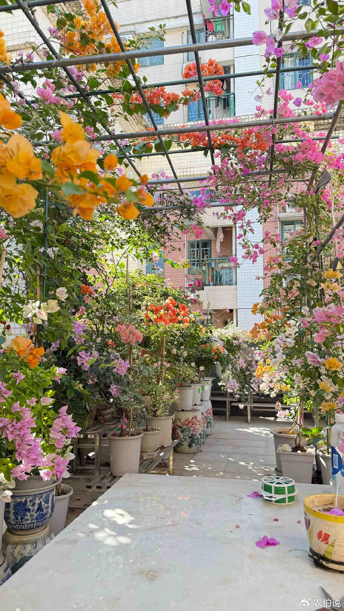 窗台外养花_防护栏种花_吊兰的图片