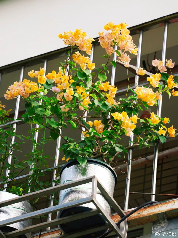 吊兰的图片_窗台外养花_防护栏种花