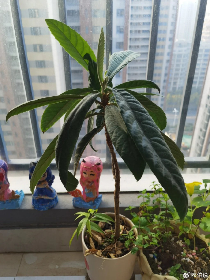 吊兰的图片_防护栏种花_窗台外养花