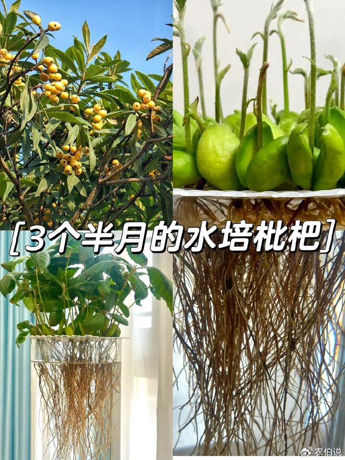 窗台外养花_防护栏种花_吊兰的图片
