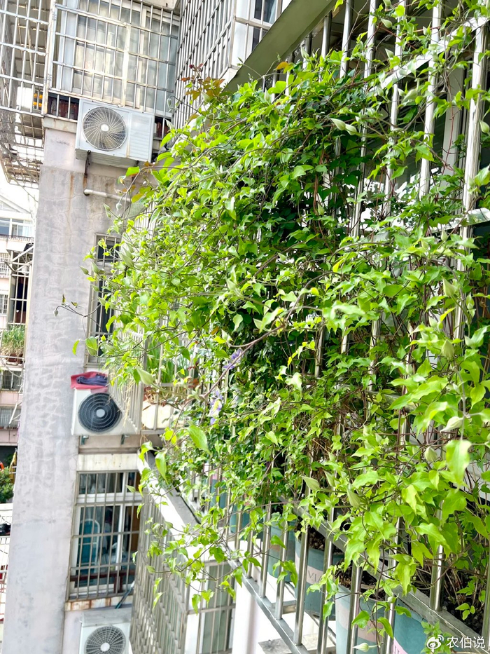 窗台外养花_防护栏种花_吊兰的图片