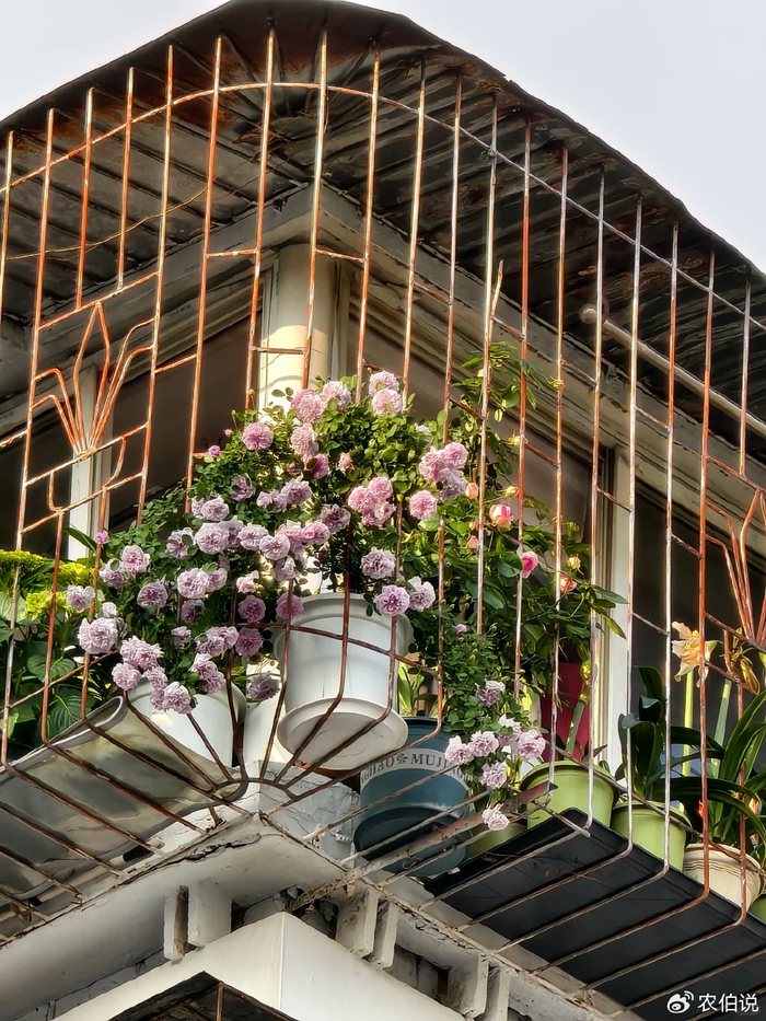 吊兰的图片_防护栏种花_窗台外养花