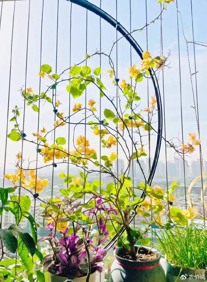 吊兰的图片_防护栏种花_窗台外养花