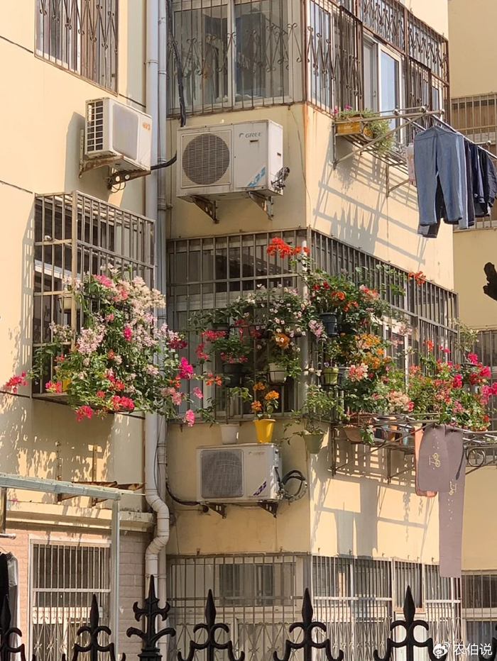 防护栏种花_吊兰的图片_窗台外养花