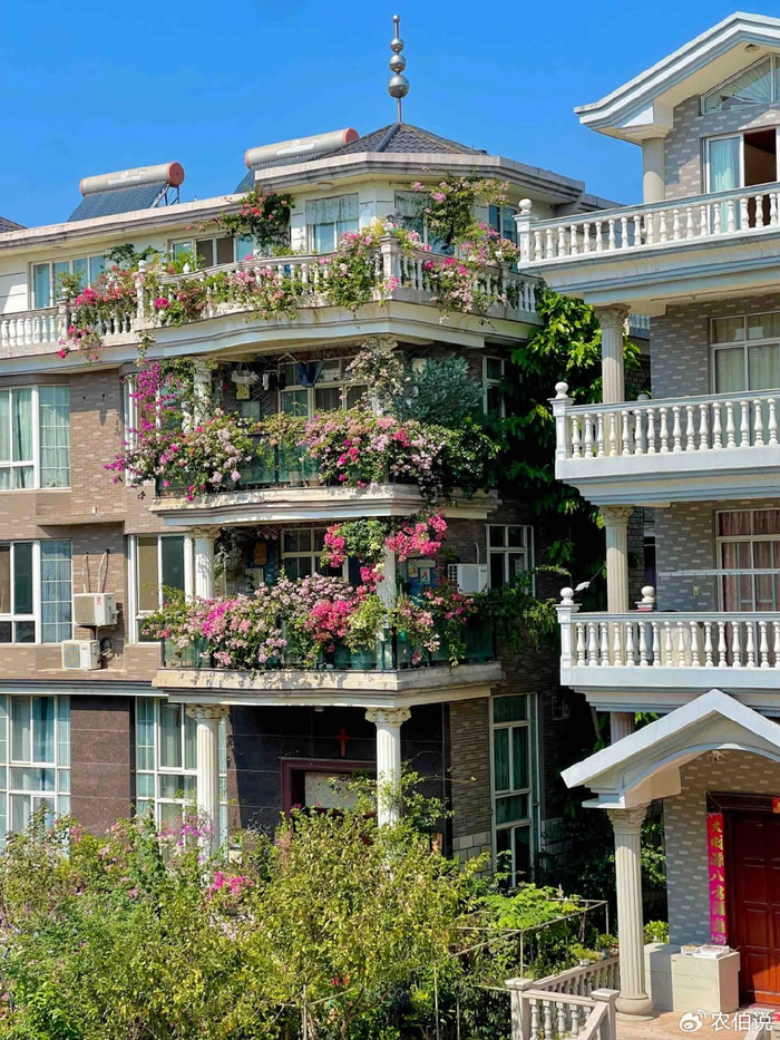 防护栏种花_吊兰的图片_窗台外养花