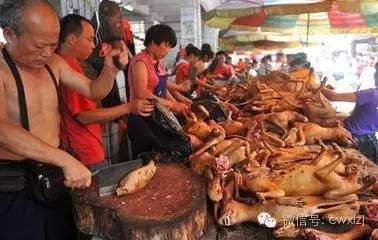 玉林荔枝狗肉节_广西玉林狗肉节新闻_抵制玉林狗肉节