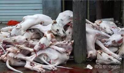 抵制玉林狗肉节_玉林荔枝狗肉节_广西玉林狗肉节新闻