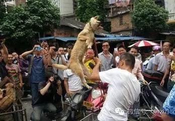 广西玉林狗肉节新闻_玉林荔枝狗肉节_抵制玉林狗肉节
