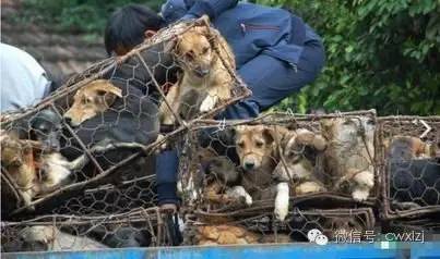 玉林荔枝狗肉节_广西玉林狗肉节新闻_抵制玉林狗肉节