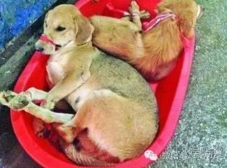 广西玉林狗肉节新闻_抵制玉林狗肉节_玉林荔枝狗肉节