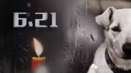 玉林荔枝狗肉节_抵制玉林狗肉节_广西玉林狗肉节新闻