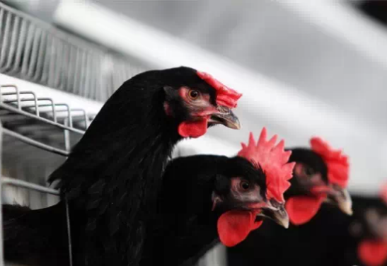 泰兴发生家禽高致病性禽流感疫情