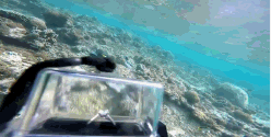 33岁的魏晨“高调”水下求婚成功！网友直呼浪漫又别致