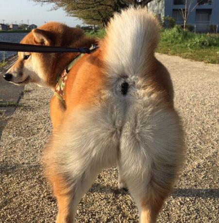 从鼻毛到尻毛的距离有多远?让我们一起走近神奇的日本地名