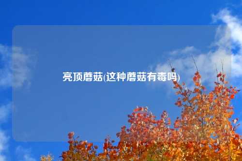 亮顶蘑菇(这种蘑菇有毒吗)